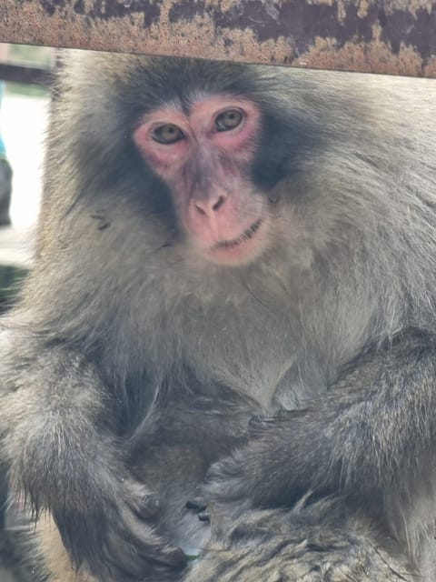 From Tokyo: Nagano Snow Monkey Park Tour With English Driver - Itinerary and Activities