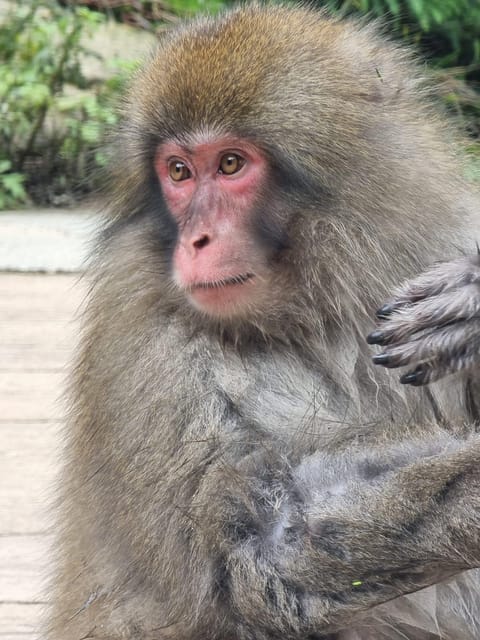 From Tokyo: Nagano Snow Monkey Park Tour With English Driver - Highlights of the Tour