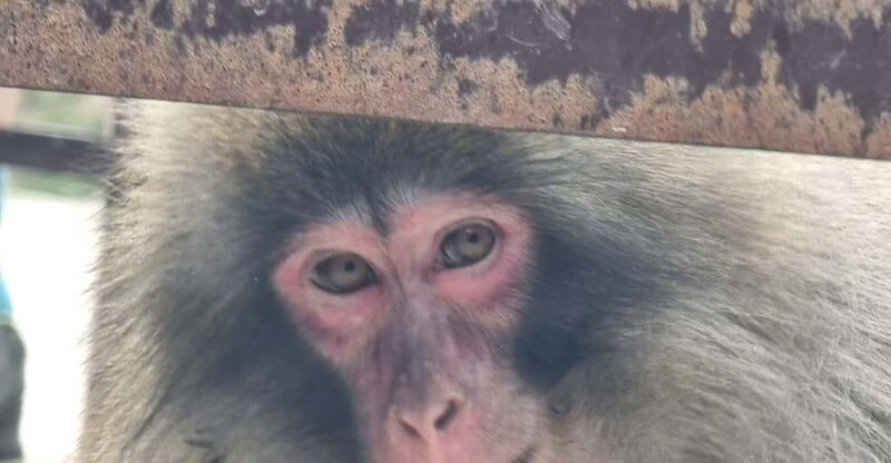 From Tokyo: Nagano Snow Monkey Park Tour With English Driver - Transportation Details