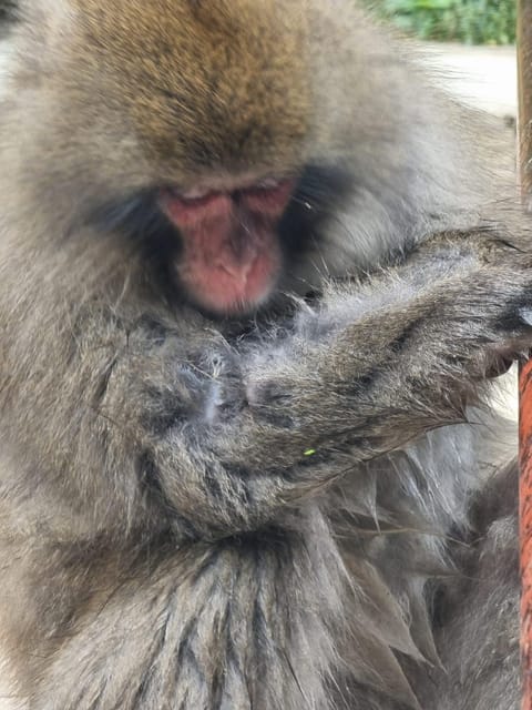 From Tokyo: Nagano Snow Monkey Park Tour With English Driver - Exploring Zenko-ji Temple
