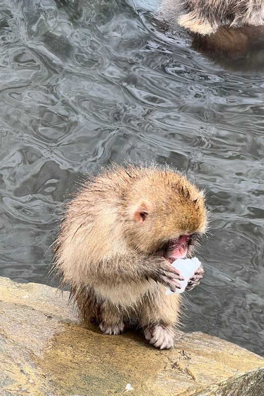 From Tokyo: Nagano Snow Monkey Park Zenkoji Temple Day Trip - Key Points