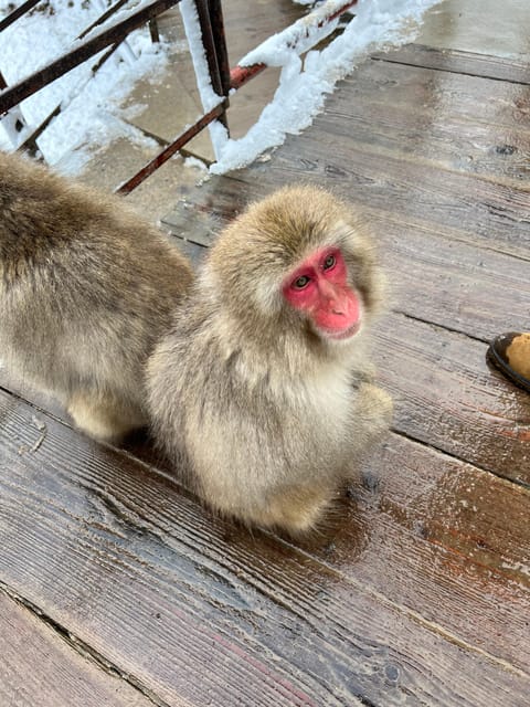 From Tokyo: Nagano Snow Monkey Park Zenkoji Temple Day Trip - Itinerary and Highlights