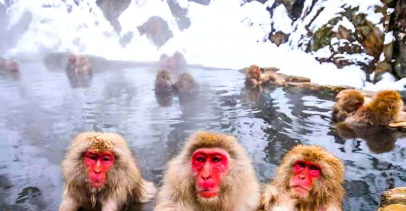 From Tokyo: Nagano Snow Monkey Park Zenkoji Temple Day Trip - Exploring Jigokudani Monkey Park