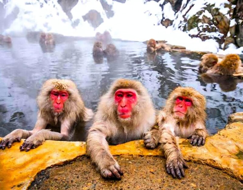 From Tokyo: Nagano Snow Monkey Park Zenkoji Temple Day Trip - Discovering the Wonders of Zenkoji Temple