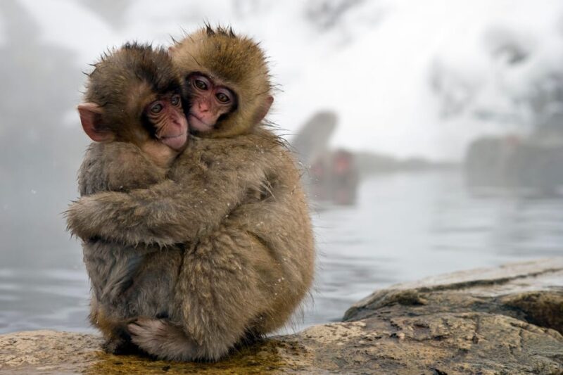 From Tokyo: Nagano, Zenkoji Temple, Snow Monkeys Day Trip - Key Points