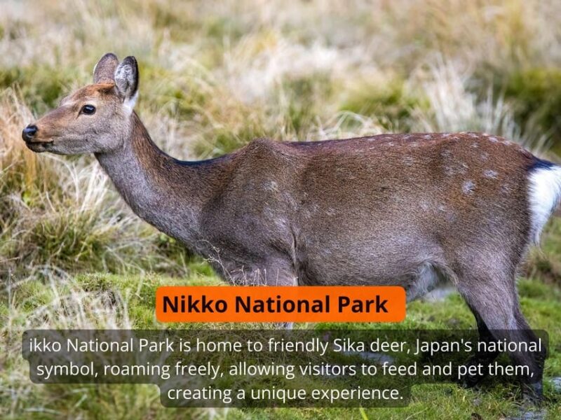 From Tokyo: Nikko Private Full-Day Sightseeing Day Trip - Rinno-ji Temple