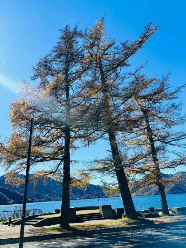 From Tokyo: Nikko World Heritage Private Tour with Guide - The Experience in Practice