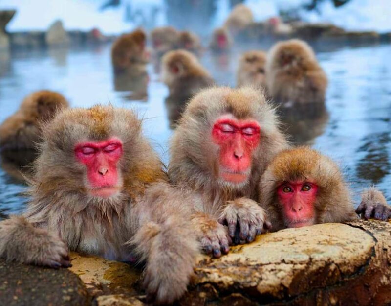 From Tokyo or Nagano: Private Snow Monkey Park Full Day Trip - What to Bring and Dress Appropriately