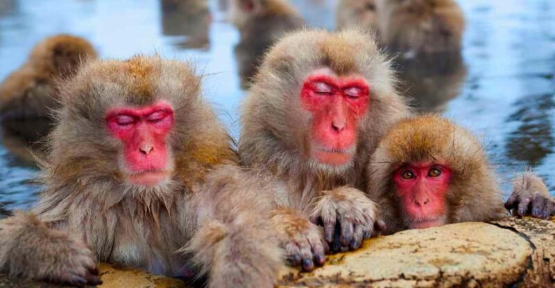From Tokyo or Nagano: Private Snow Monkey Park Full Day Trip - Experiencing the Snow Monkeys