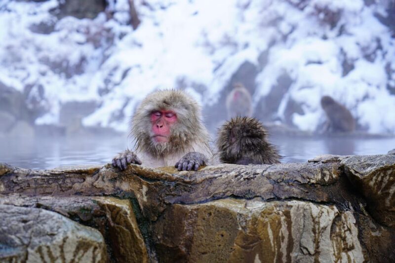 From Tokyo or Nagano: Private Tour to Jigokudani Monkey Park - Key Points