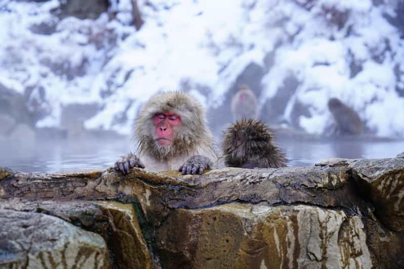 From Tokyo or Nagano: Private Tour to Jigokudani Monkey Park - Jigokudani Monkey Park