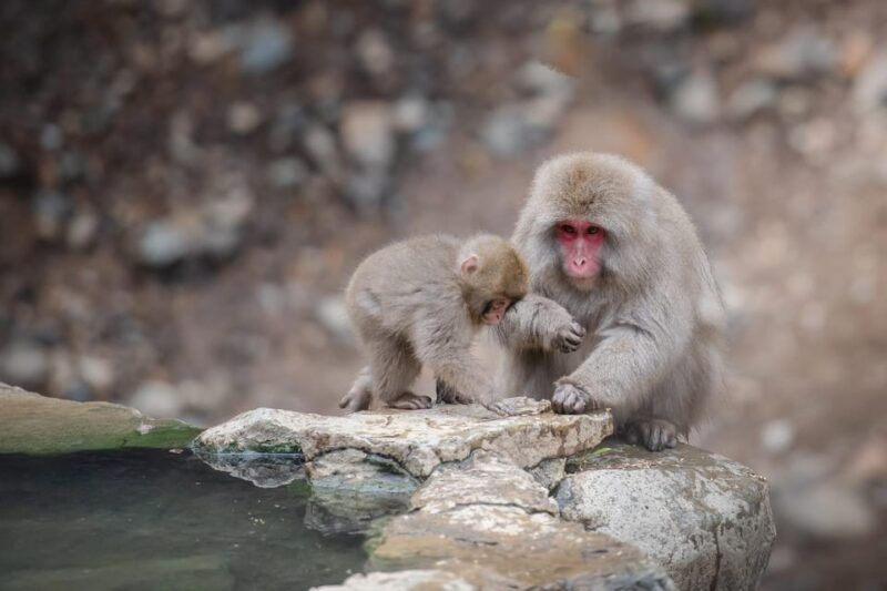 From Tokyo or Nagano: Private Tour to Jigokudani Monkey Park - Zenkoji Temple