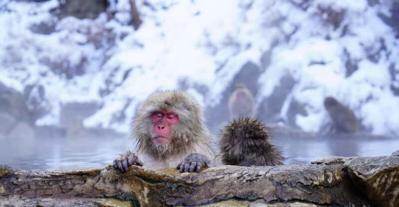 From Tokyo or Nagano: Private Tour to Jigokudani Monkey Park - Shibu Onsen