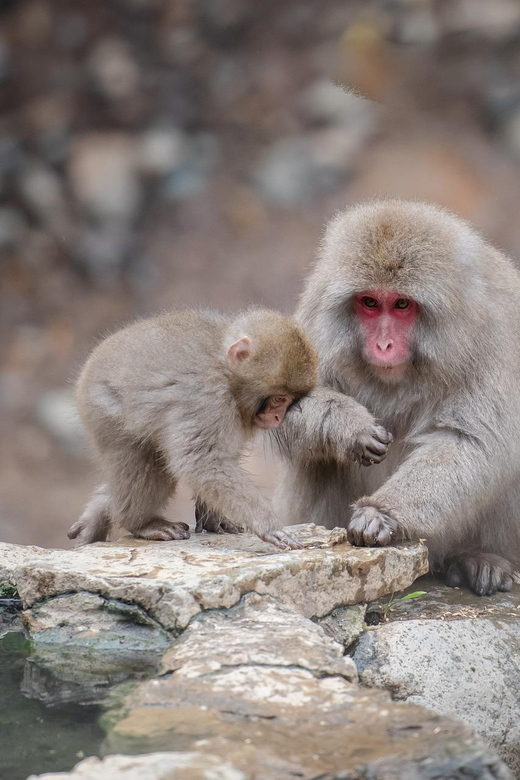 From Tokyo or Nagano: Private Tour to Jigokudani Monkey Park - Matsushiro Castle Ruins (optional)