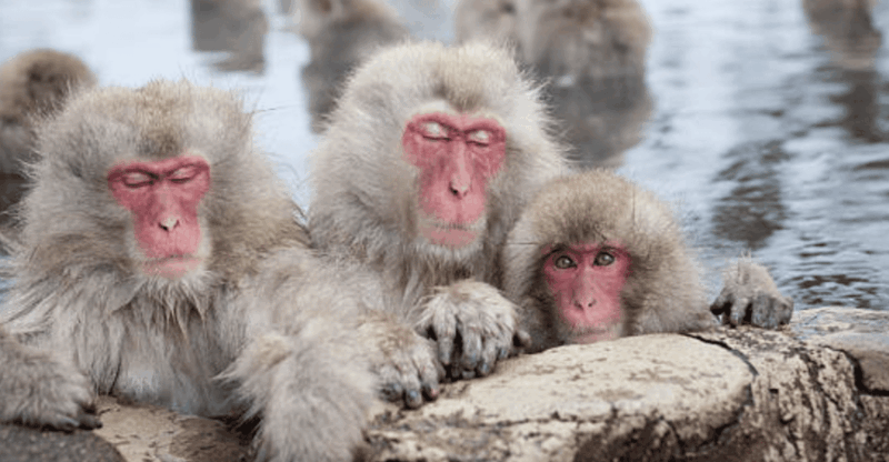 From Tokyo: Private Day Trip to Snow Monkey & Zenkoji - Key Points