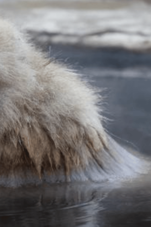 From Tokyo: Private Day Trip to Snow Monkey & Zenkoji - Highlights of the Day Trip
