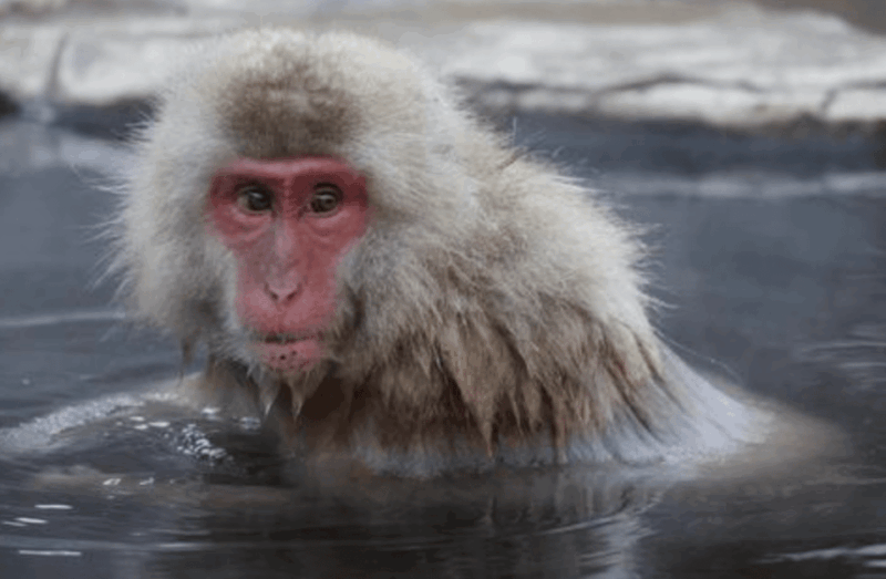 From Tokyo: Private Day Trip to Snow Monkey & Zenkoji - Exploring Jigokudani Snow Monkey Park