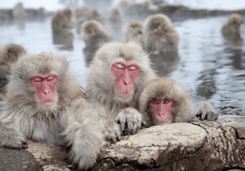 From Tokyo: Private Day Trip to Snow Monkey & Zenkoji - Traveler Feedback and Ratings