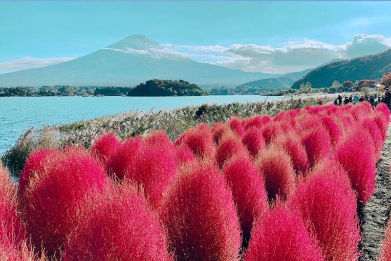 From Tokyo: Private Sightseeing Tour to Mount Fuji & Hakone - Pickup and Drop-off