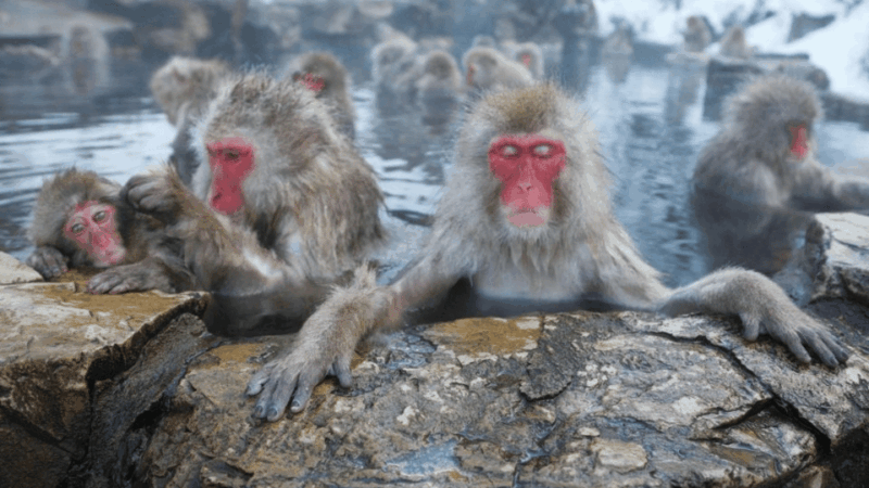 From Tokyo: Private Tour Snow Monkey Park & Zenko-ji Temple - Key Points