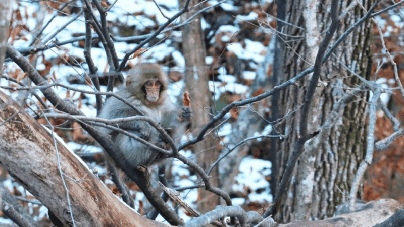 From Tokyo: Private Tour Snow Monkey Park & Zenko-ji Temple - Zenko-ji Temple
