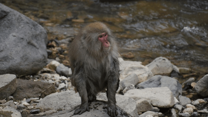 From Tokyo: Private Tour Snow Monkey Park & Zenko-ji Temple - Shibu Onsen