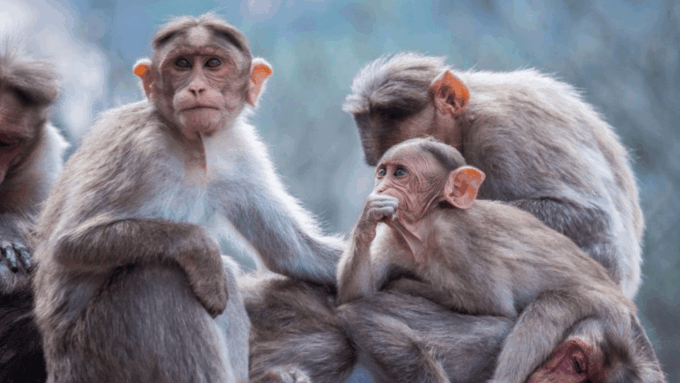 From Tokyo: Private Tour Snow Monkey Park & Zenko-ji Temple - Frequently Asked Questions