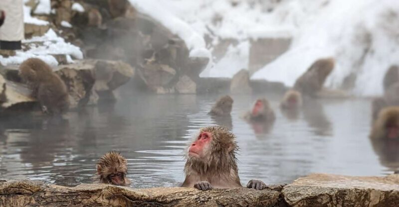 From Tokyo: Snow Monkey 1 Day Tour With Beef Sukiyaki Lunch - Inclusions