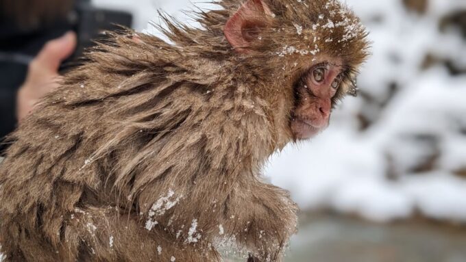From Tokyo: Snow Monkey 1 Day Tour With Beef Sukiyaki Lunch - Indulging in Beef Sukiyaki Lunch