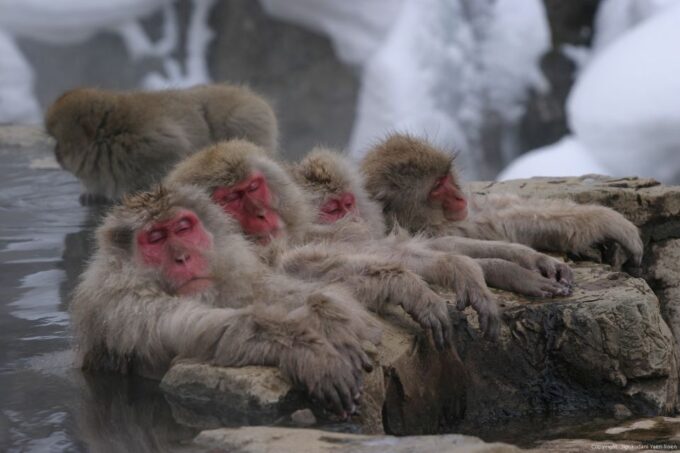 From Tokyo: Snow Monkey 1 Day Tour With Beef Sukiyaki Lunch - Scenic Views of Jigokudani Valley