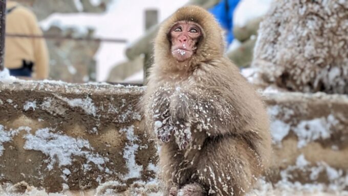 From Tokyo: Snow Monkey 1 Day Tour With Beef Sukiyaki Lunch - Frequently Asked Questions