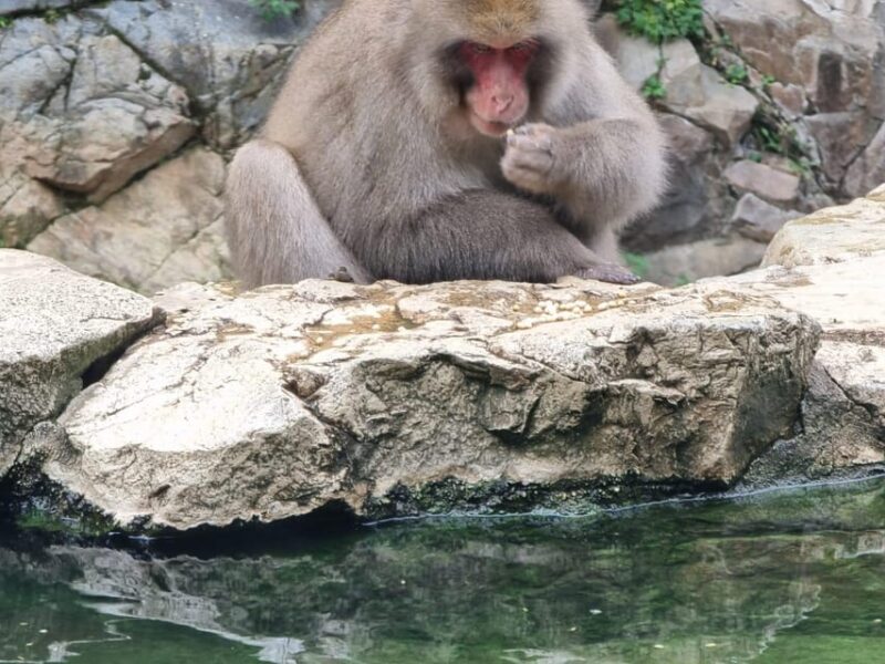 From Tokyo: Snow Monkey Private Full- Day Tour - Itinerary Highlights