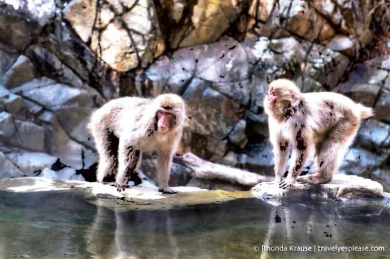 From Tokyo: Snow Monkey & Zenkoji Temple Private Tour - Transportation and Comfort
