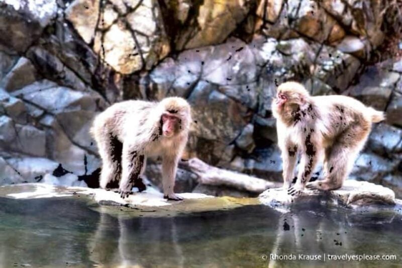 From Tokyo: Snow Monkey & Zenkoji Temple Private Tour - Customization Options