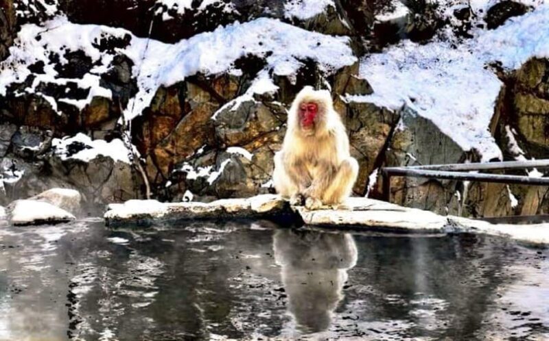 From Tokyo: Snow Monkey & Zenkoji Temple Private Tour - Inclusions