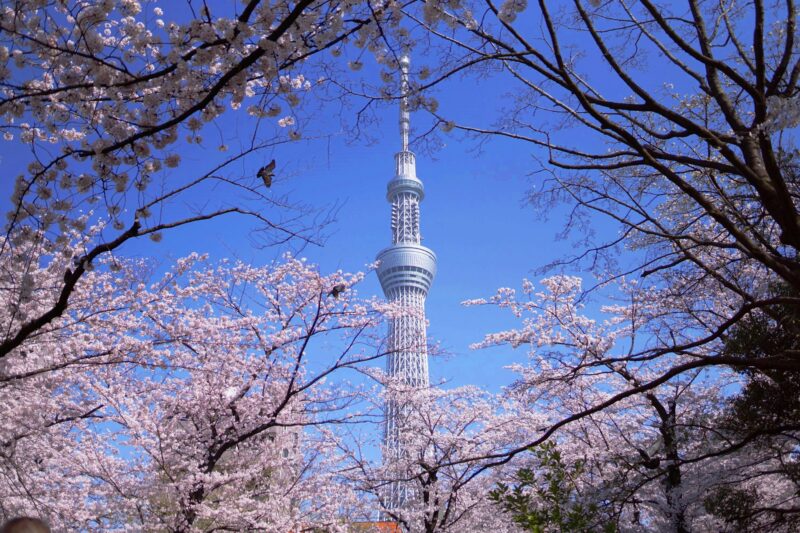 From Tokyo: Tokyo, Kyoto, Osaka, & Nikko Private 7-Day Tour - Customer Support and Communication