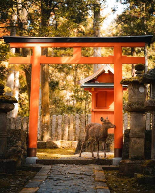 From Tokyo: Tokyo, Kyoto, Osaka, & Nikko Private 7-Day Tour - Itinerary Day 2: Discovering Kamakura and Hakone