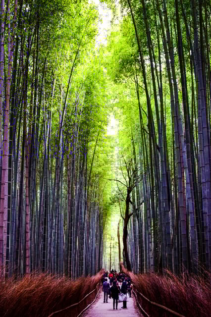 From Tokyo: Tokyo, Kyoto, Osaka, & Nikko Private 7-Day Tour - Itinerary Day 3-7: Exploring Nikko, Kyoto, and Osaka
