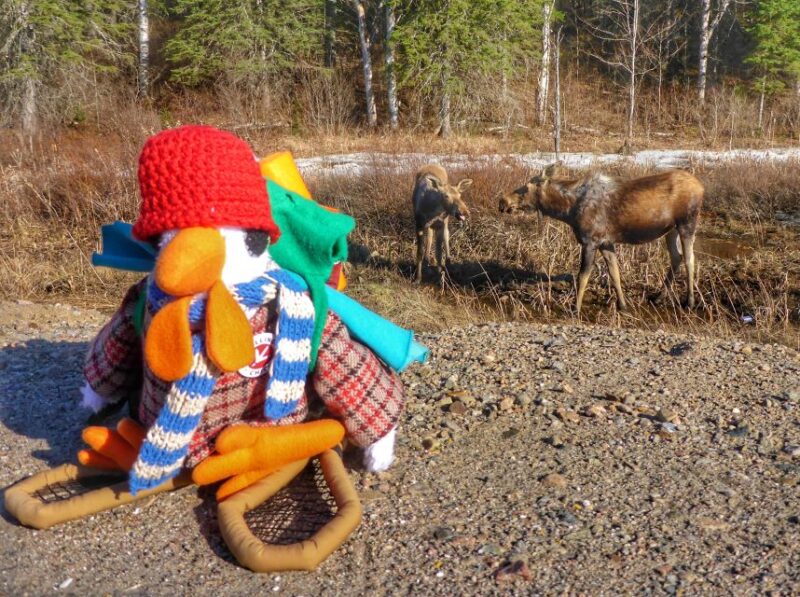 From Toronto: Algonquin Park Hiking Adventure Tour - Itinerary Highlights