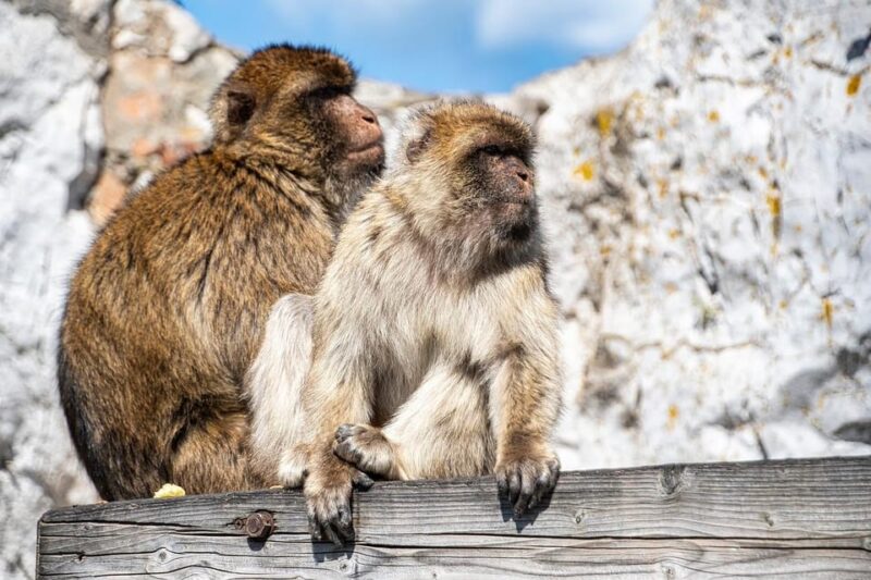 From Torremolinos: Day Trip to Gibraltar - Exploring the Rock of Gibraltar