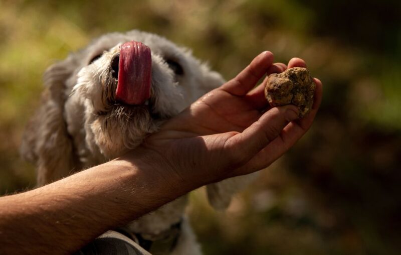 From Tortona: Piedmont Truffle Hunting Experience - Booking and Flexibility