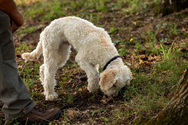 From Tortona: Piedmont Truffle Hunting Experience - Highlights of the Adventure