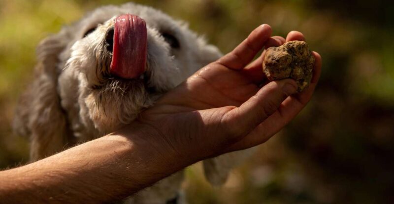 From Tortona: Piedmont Truffle Hunting Experience - Preparing for the Outdoor Excursion