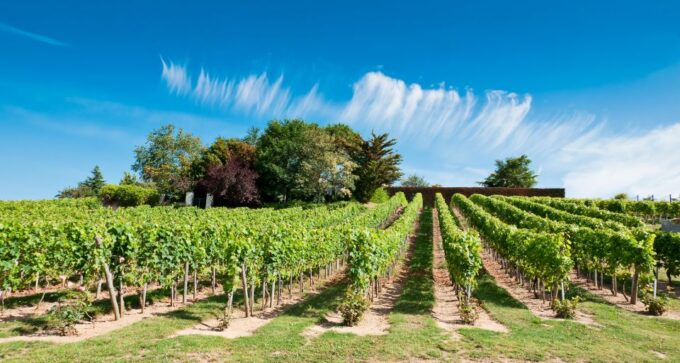 From Tours: Loire Valley Wineries Day Trip With Tastings - Restrictions and Considerations