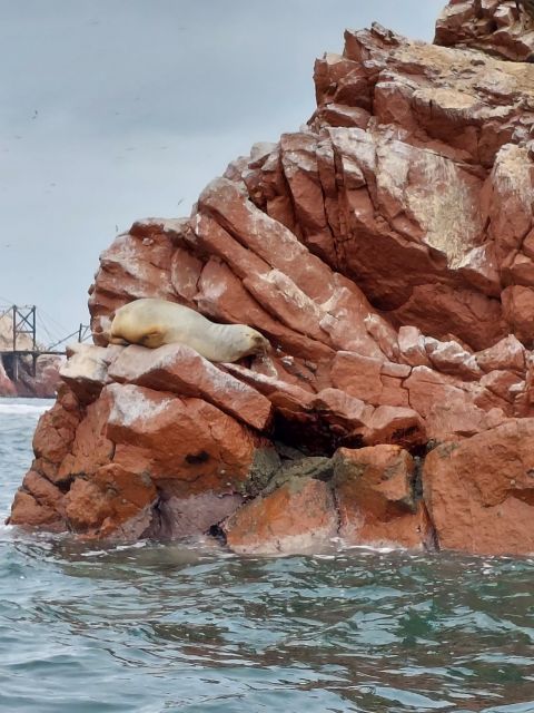 From TPP Paracas: Islands Tours & Paracas Natural Reserve - What to Bring