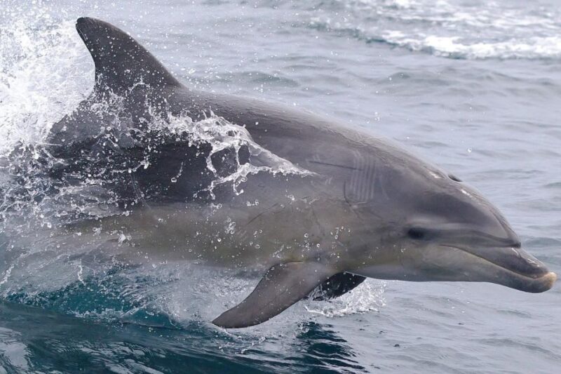 From Triabunna: Maria Island Cruise & Guided Walk With Lunch - Highlights
