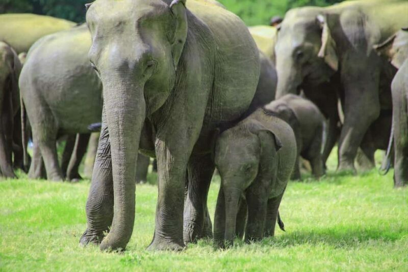 From Trincomalee: Minneriya National Park 4X4 Jeep Safari - Key Points