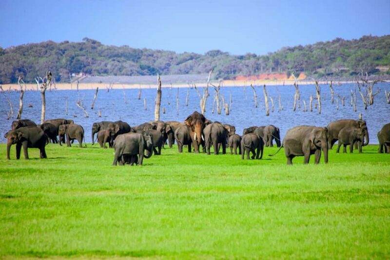 From Trincomalee: Minneriya National Park 4X4 Jeep Safari - An In-Depth Look at the Safari Experience