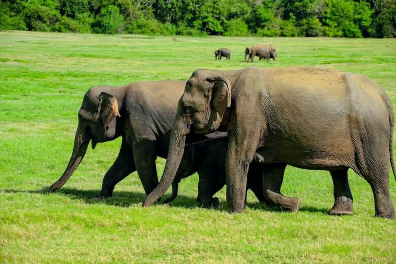 From Trincomalee: Minneriya National Park 4X4 Jeep Safari - The Practical Side: Pricing, Duration, and Value
