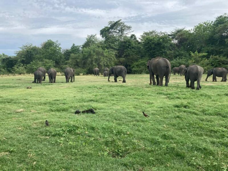 From Trincomalee: Minneriya National Park 4X4 Jeep Safari - The Sum Up